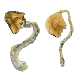Buy Panama Magic Mushrooms